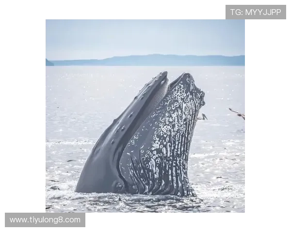 蓝鲸体育全面解析：如何利用蓝鲸体育平台提升你的体育赛事体验与互动效果